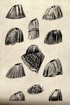 Image of acorn barnacles