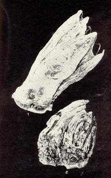Image of Chirona Gray 1835