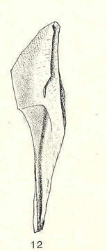 Image of Chirona Gray 1835