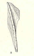 Image of Archaeobalanidae Newman & Ross 1976