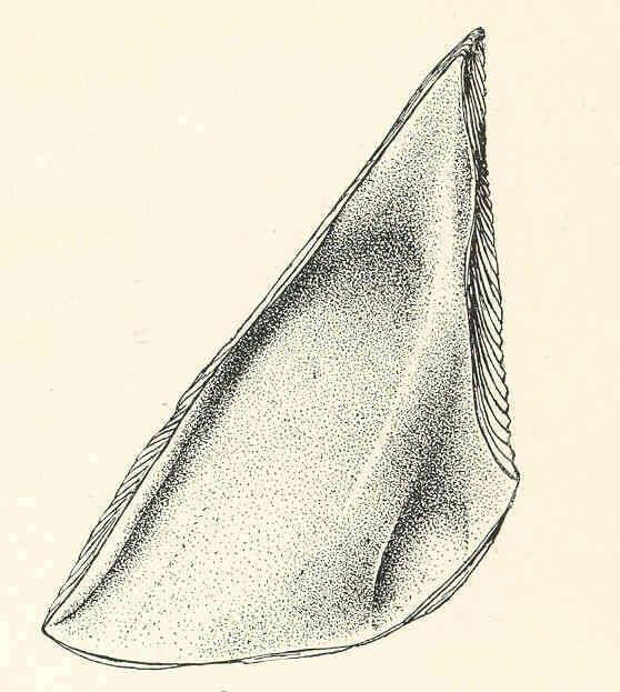 Sivun Archaeobalanidae Newman & Ross 1976 kuva