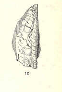 Image of Archaeobalanidae Newman & Ross 1976