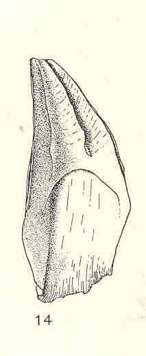 Image of Archaeobalanidae Newman & Ross 1976