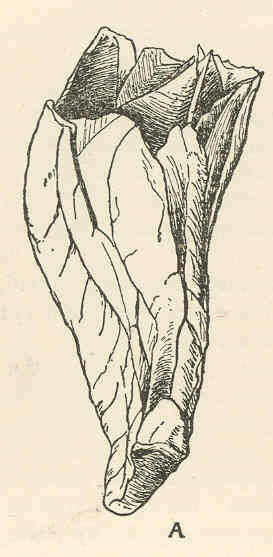 Image of Archaeobalanidae Newman & Ross 1976