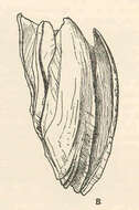 Sivun Archaeobalanidae Newman & Ross 1976 kuva