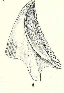 Image of barnacle