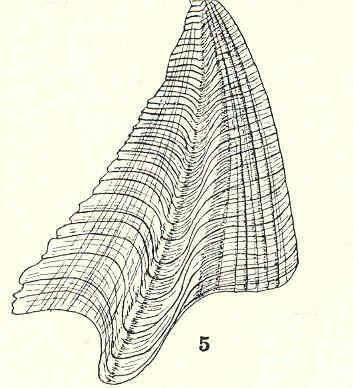 Image of Hexanauplia