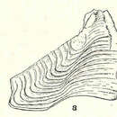 Image of <i>Balanus galeatus</i>