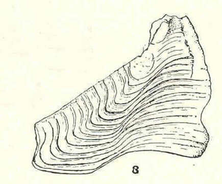 Image de Balanus Costa 1778