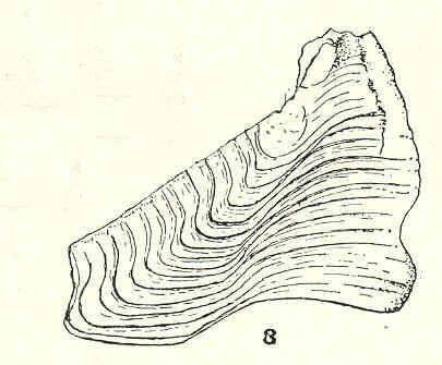 Image of Sessilia Lamarck 1818