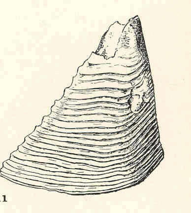 Image of Sessilia Lamarck 1818