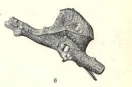 Image de Sessilia Lamarck 1818