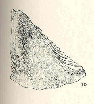 Image of barnacle