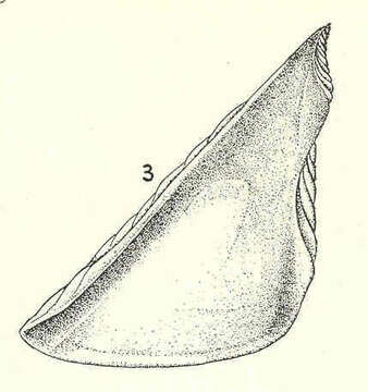 Image of barnacle