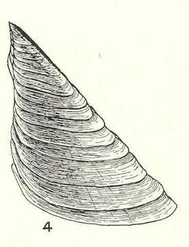 Image of barnacle