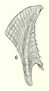 Image of barnacle