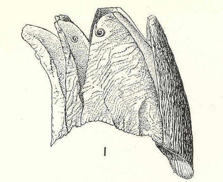 Image of barnacle