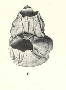 Image of barnacle