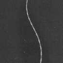 Image of Bathycrinus gracilis Thomson 1872