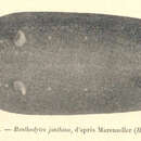 Image of Benthodytes lingua Perrier R. 1896