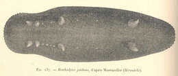 صورة Psychropotidae Théel 1882