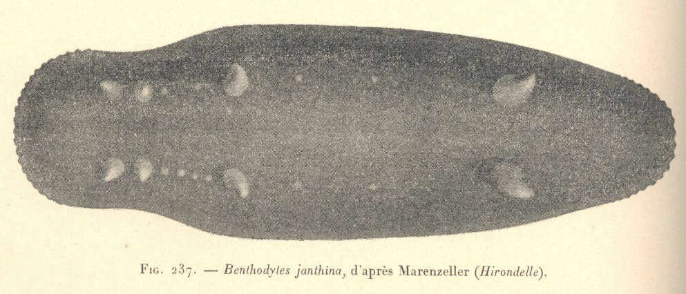 Image of Psychropotidae Théel 1882