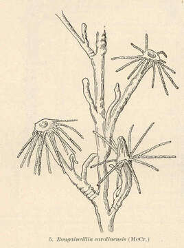 Слика од Bougainvilliidae Lütken 1850