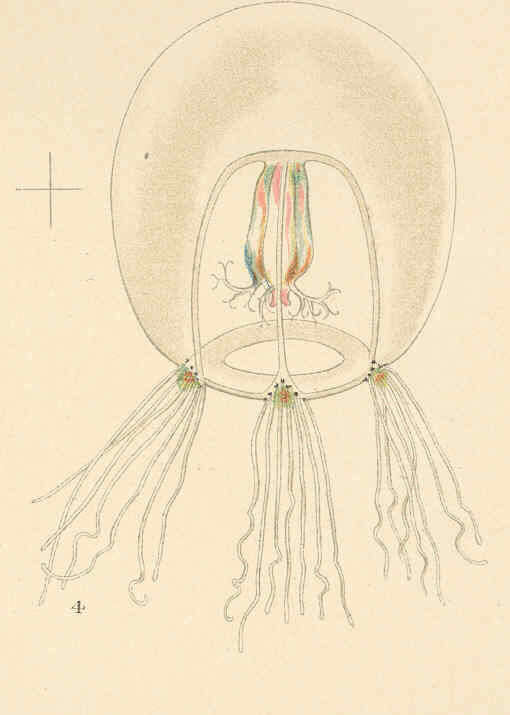 Image of Bougainvilliidae Lütken 1850