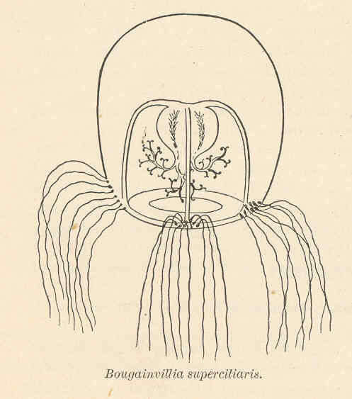 Image of Bougainvilliidae Lütken 1850