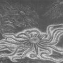 Image de Freyella elegans (Verrill 1884)