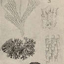 Image de Dendrobeania murrayana (Bean ex Johnston 1847)