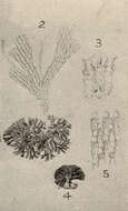 Image of Buguloidea Gray 1848