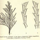 Image of <i>Crisularia turrita</i> (Desor 1848)