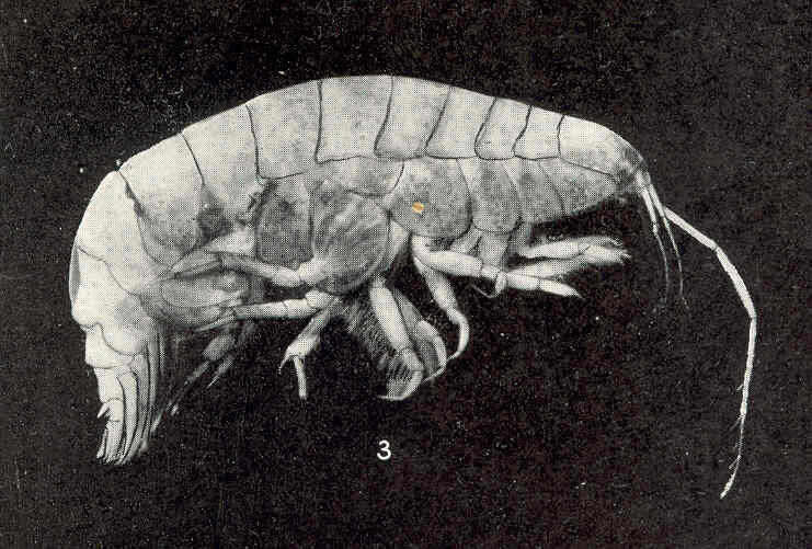 Image of Synopioidea Dana 1852