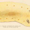 Image of Cadlina flavomaculata MacFarland 1905