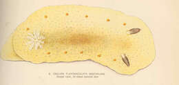 Слика од Doridoidea Rafinesque 1815