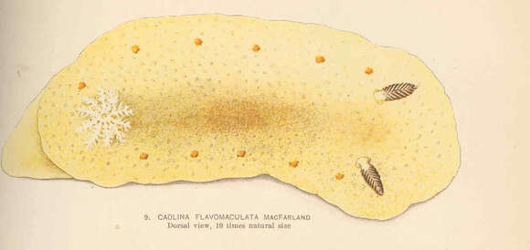 Sivun Doridoidea Rafinesque 1815 kuva
