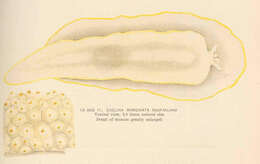 Image de Doridoidea Rafinesque 1815