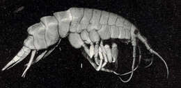 Image of Calliopioidea G. O. Sars 1895