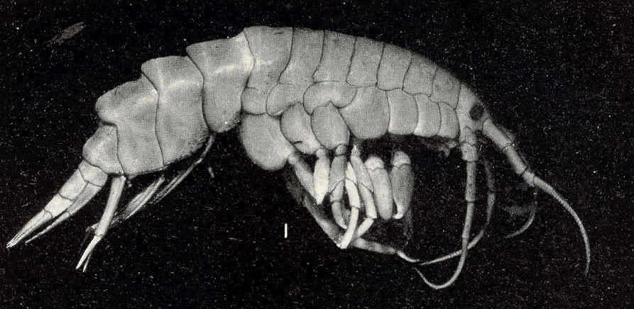 Image of Calliopioidea G. O. Sars 1895