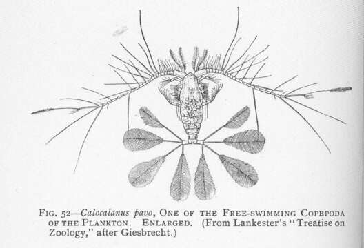Image of Calocalanus Giesbrecht 1888