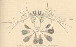 Image de Copepoda Milne Edwards 1840