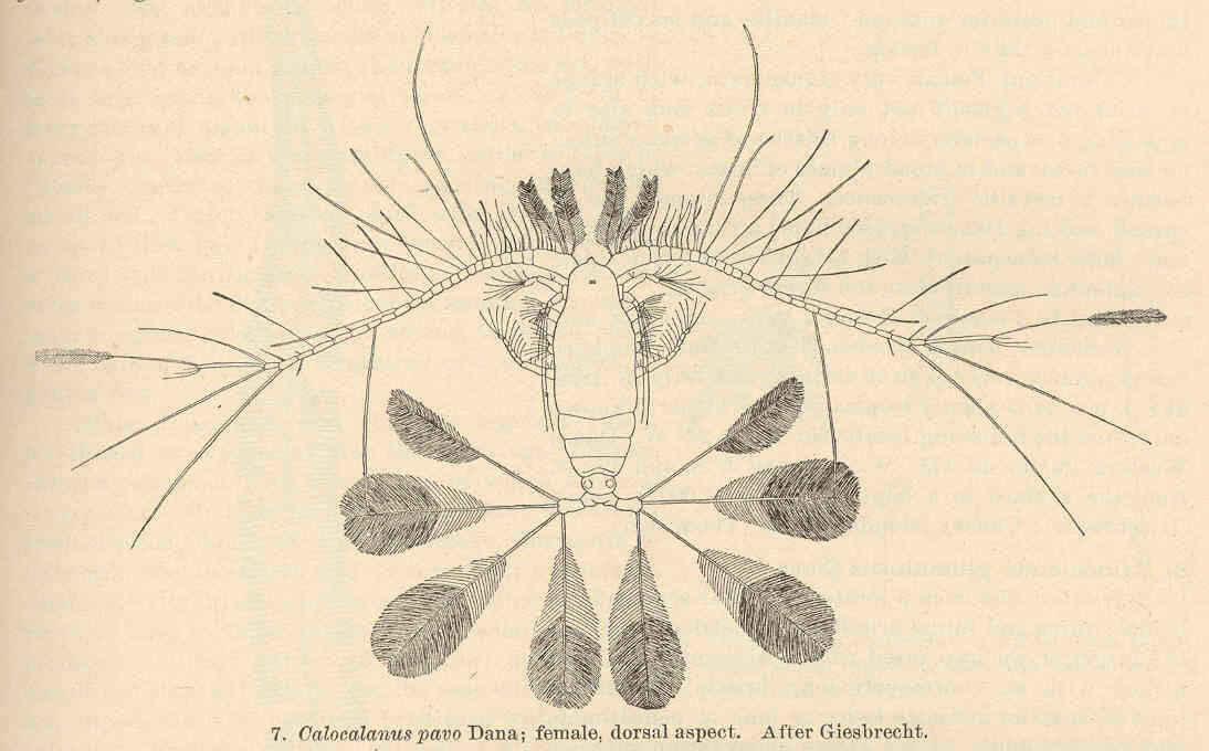 Image of copepods