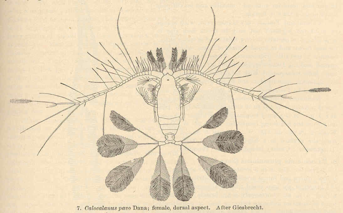 Image de Copepoda Milne Edwards 1840