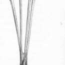 Image of Araeosoma fenestratum (Thomson 1872)