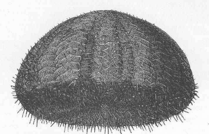 Image of Echinothurioida Claus 1880