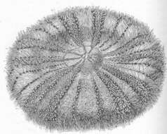 Image of Echinothuriidae Thomson 1872