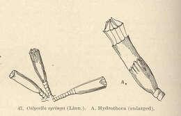 Imagem de Campanulinidae Hincks 1868
