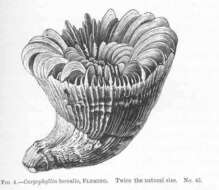 Image de Caryophylliidae Dana 1846