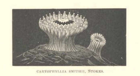 Image of caryophylliid corals